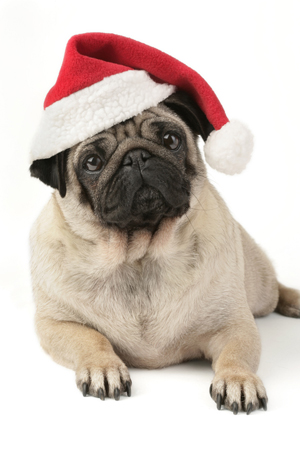 Pug with Hat C571