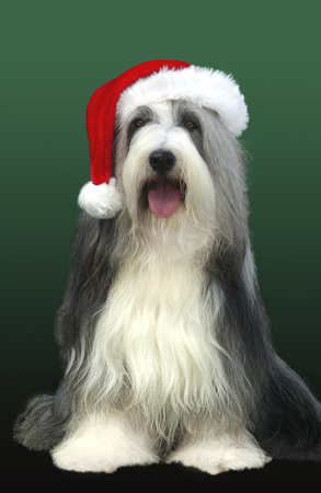 Dog with Christmas Hat C505