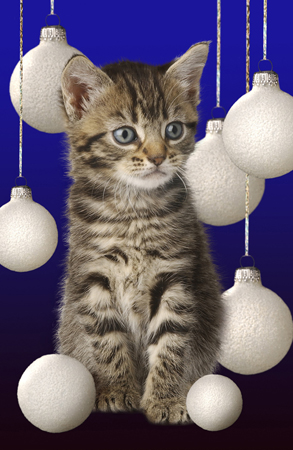 Cat & Christmas Balls C504