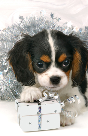 Dog with Box & Tinsel C516