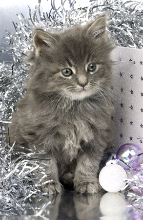 Cat with Silver Tinsel C521