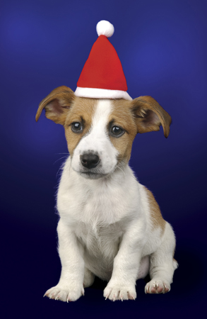 Jack Russell with Hat C518