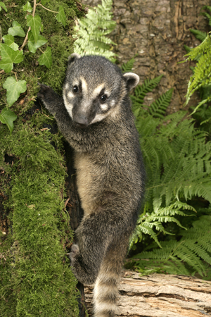 Baby Raccoon WL501