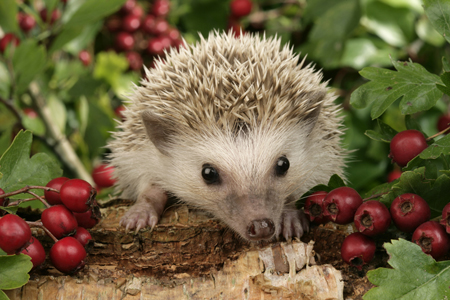 Hedgehog with Berries WL508