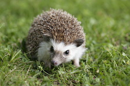 Hedgehog on Lawn WL503