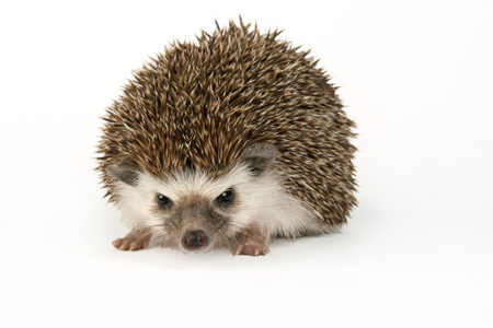 Baby Hedgehog WL504