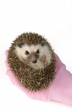 Hedgehog in Pink Glove WL505