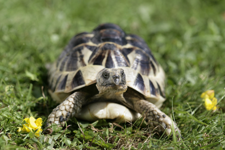 Turtle on Lawn R102