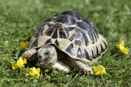 Turtle Eating Flower R103