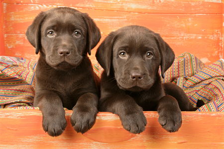 Two Chocolate Labs DP586