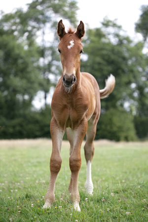 Brown Baby Horse H121