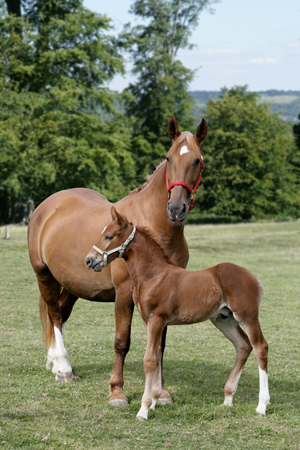 Two Brown Horses H122