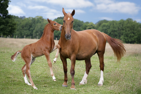 Mother & Baby H123