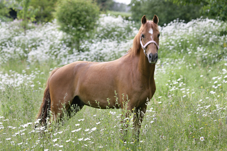 Horse in Field H127