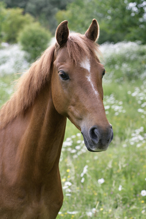 Brown Horse H128