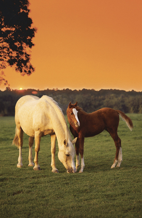 Two Horses & Sunset A200