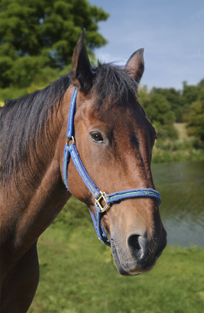 Horse with Blue Strap H120