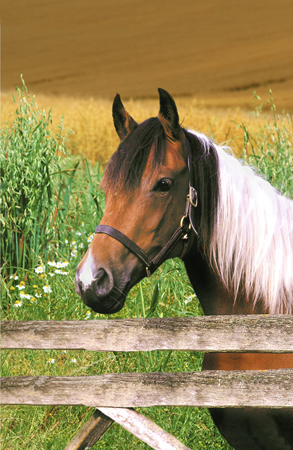 Horse in a Field A205