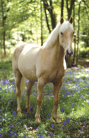 White Horse in Wood A238