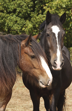 Black & White Horse H119