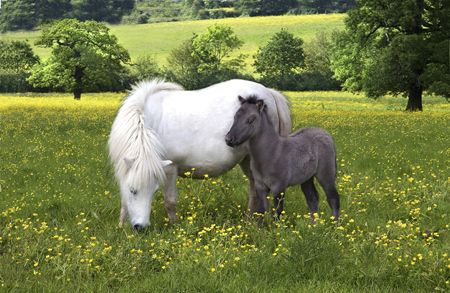 Pony & Baby H102