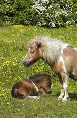 Two Ponies in Field H103