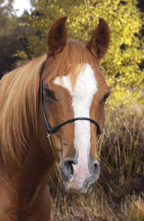 Brown & White Horse H118