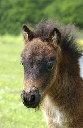 Brown Pony Baby H107