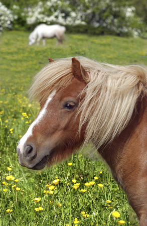 Pony & Yellow Flowers H108