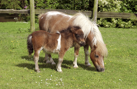 Pony & Her Baby H109