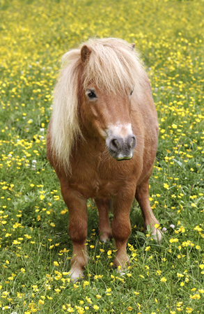 Baby Pony in Field H113