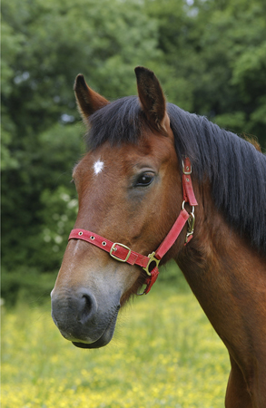 Brown Horse with Red Strap H114