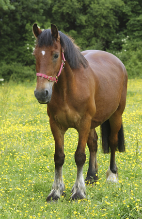 Brown Horse & Flowers H115