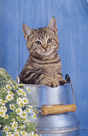 Cat in Metal Basket A111