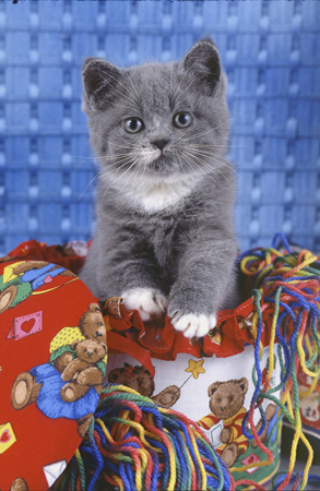 Cat with Colourful Toys A112