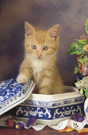 Cat in China Bowl A113