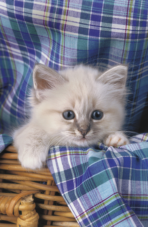 Kitten in Basket A134