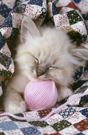 Kitten with Pink Ball A135