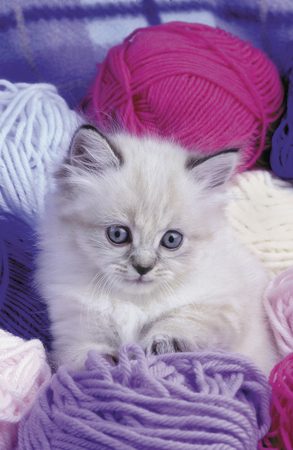 Kitten with Wool Balls A140