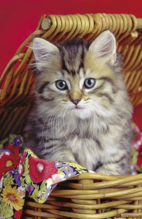 Kitten in Basket A144