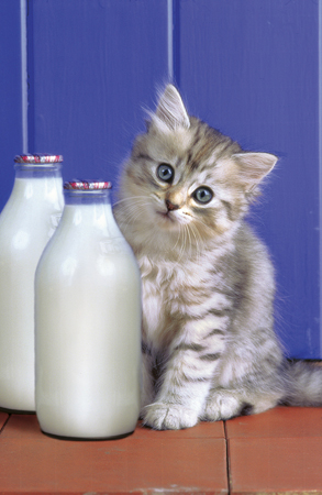 Kittens & Milk A145