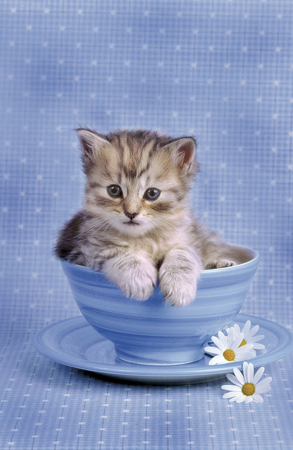 Kitten in Cup A146