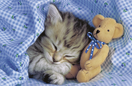 Kitten & Teddy Bear A147