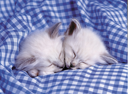 Kittens Asleep