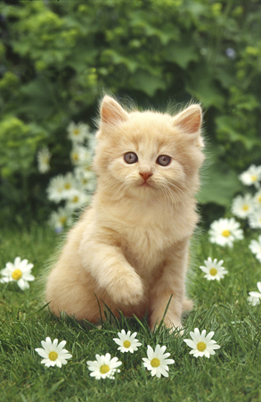 Kitten on Lawn A150