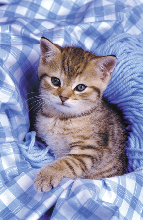 Kitten with Blue Wool A162