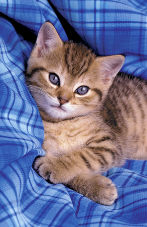 Kitten on Blue Cloth A163