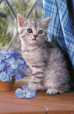 Kitten with Blue Flowers A164