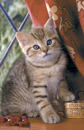 Kitten Near Window