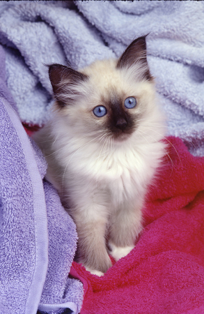 Kitten with Towels A170